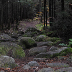 Adirondack Park Deer Lake Trail